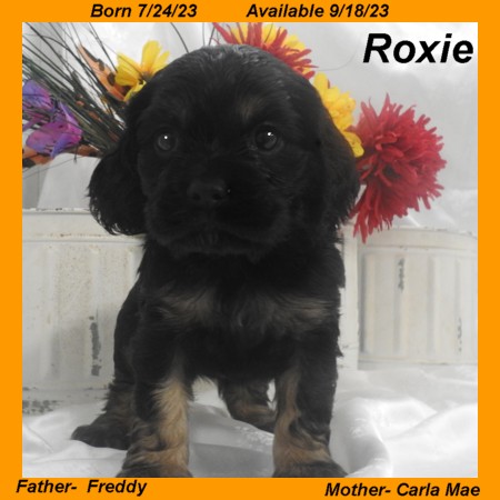 puppy, for, sale, Cocker Spaniel, Joe & Cherri  Overlease, dog, breeder, Miller, MO, dog-breeder, puppy-for-sale, forsale, nearby, find, puppyfind, locator, puppylocator, aca